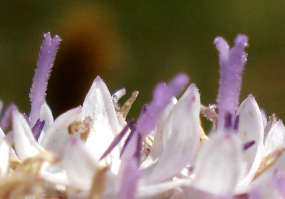 Corymbium villosum hairy styles